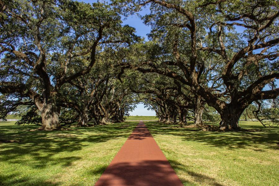 A brick path through an alley of live oaks